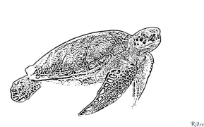 tortuga Pàgines Per Pintar Imprimibles